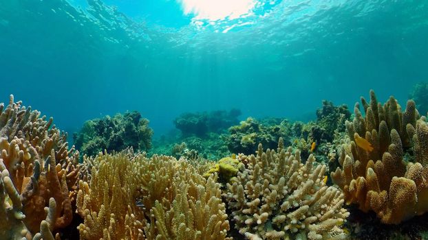 Tropical coral reef and fishes underwater. Hard and soft corals. Philippines.