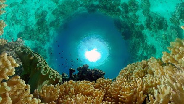 Underwater scene coral reef. Hard and soft corals, underwater landscape. Travel vacation concept. Philippines.