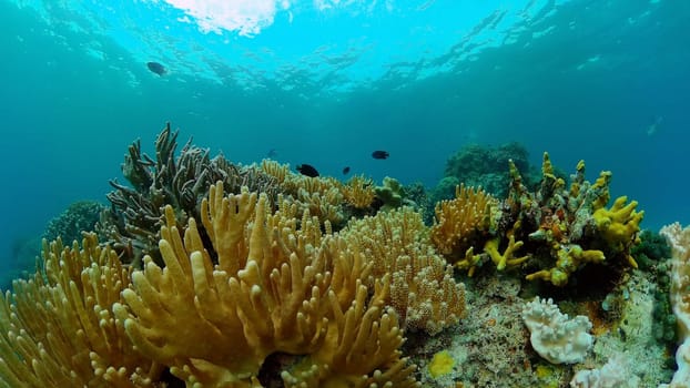 Tropical coral reef. Scene reef. Marine life sea world. Underwater fish reef marine. Philippines.