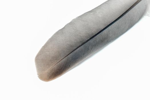 pigeon feather close-up on a white background. High quality photo
