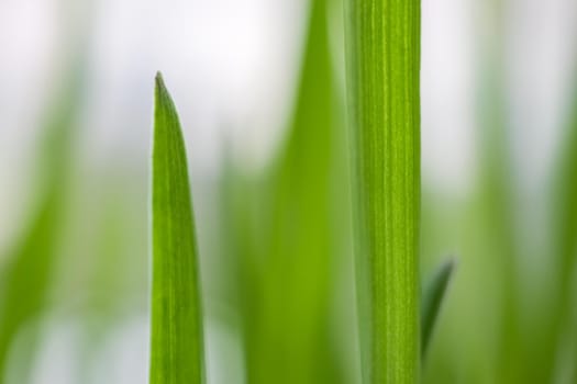 young grass on a beautiful background close up. High quality photo