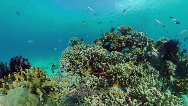 The Underwater World of the with Colored Fish and a Coral Reef. Tropical reef marine. Philippines.