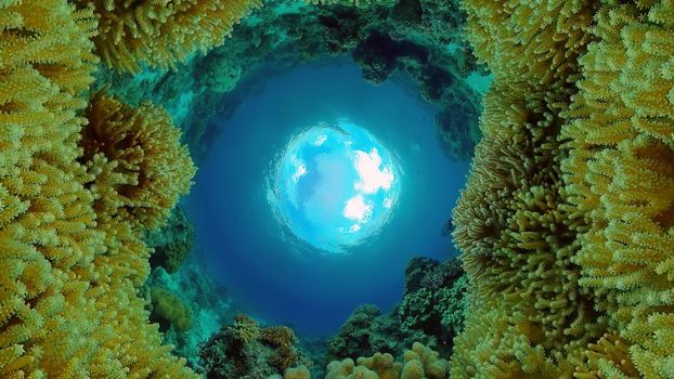 Underwater Scene Coral Reef. Underwater sea fish. Tropical reef marine. Colourful underwater seascape. Philippines.