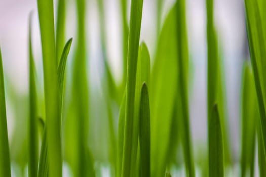 young grass on a beautiful background close up macro