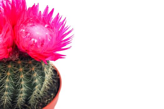 cactus blooming with a hard shadow in the top view pattern. High quality photo