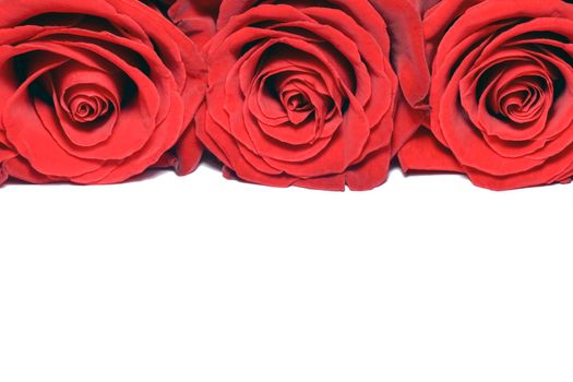 red roses on a purple background macro. High quality photo