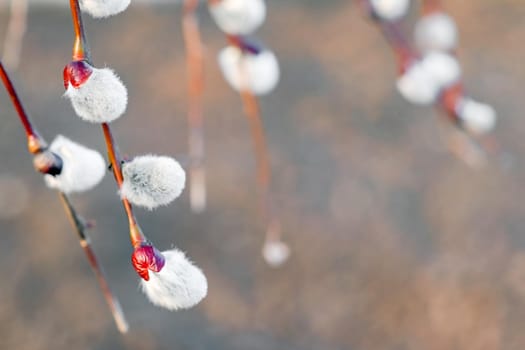 willow branch blooming on a beautiful background. High quality photo