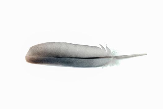 pigeon feather close-up on a white background. High quality photo