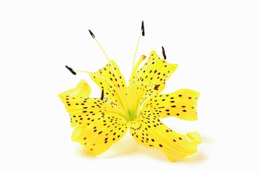 tiger Lily on a white background close-up. isolate. High quality photo
