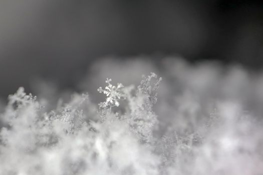 snowflake on snow a macro as background. High quality photo