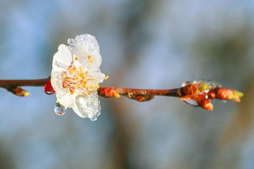 blooming tree branches with snow as background. High quality photo