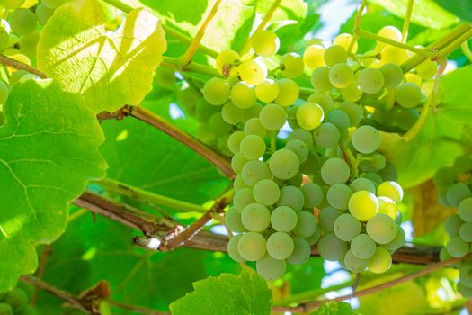 brushes of grapes on vines in the garden close-up. High quality photo