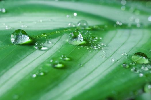 dew drops on a leaf on a beautiful background close up. High quality photo