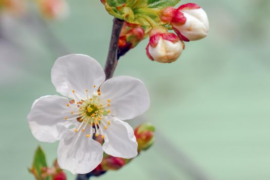 blooming tree branches for the entire frame. High quality photo