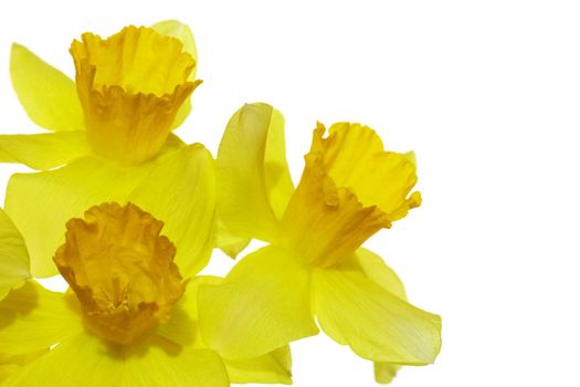 yellow daffodil on a plain background isolate. High quality photo