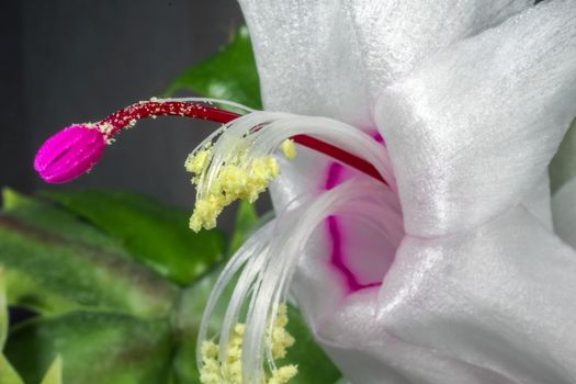 red flower of the Decembrist as a close up macro. High quality photo