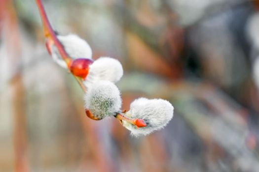 willow branch blooming on a beautiful background. High quality photo