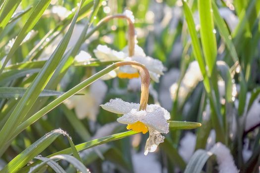 flowers daffodils covered with snow. High quality photo