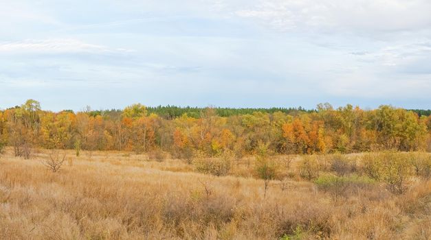 autumn forest landscape with blue sky background. High quality photo