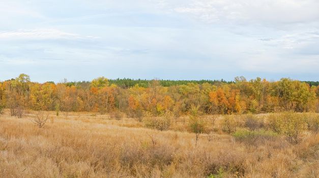 autumn forest landscape with blue sky background. High quality photo