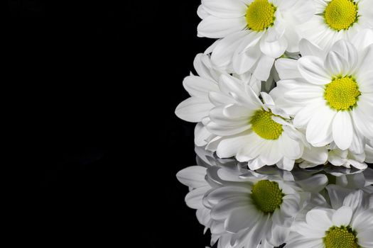 bouquet of chrysanthemums on a black background. High quality photo