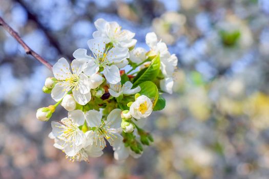 Flowers of the cherry blossoms on a spring day
