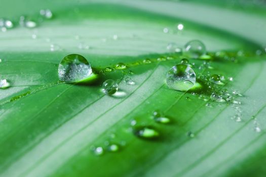 dew drops on a leaf on a beautiful background close up macro
