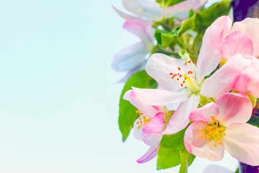 Branch of the cherry blossoms against the blue sky with clouds