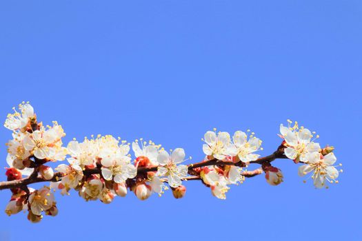 branch of a tree with leaves on background of sky . High quality photo