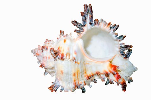 Murex spiny seashell isolate macro. High quality photo