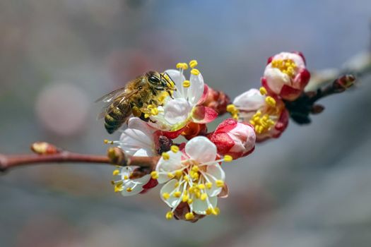 budding trees with a bee close up. High quality photo