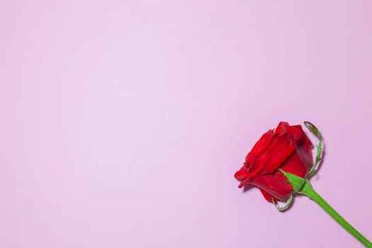 red roses on a purple background macro. High quality photo