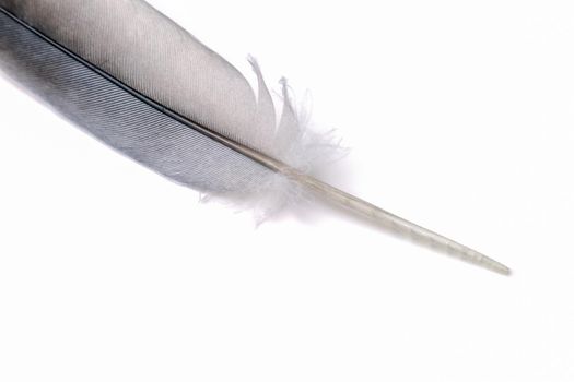 pigeon feather close-up on a white background. High quality photo