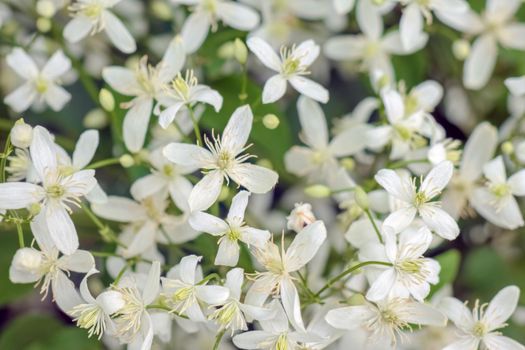 white flowers on the whole frame close-up. High quality photo