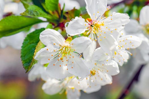 Flowers of the cherry blossoms on a spring day