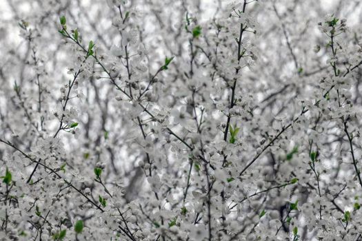 blooming tree branches for the entire frame. High quality photo