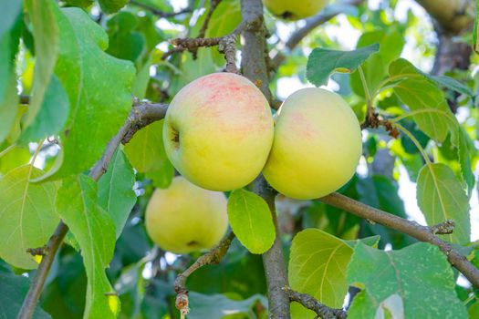 apples on branches in the garden close-up. High quality photo