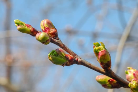 young leaves on tree branches as background. High quality photo