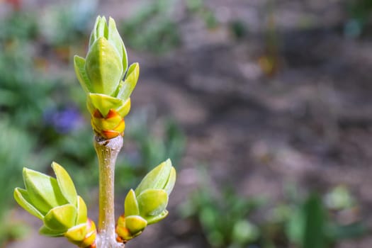young leaves on tree branches as background. High quality photo