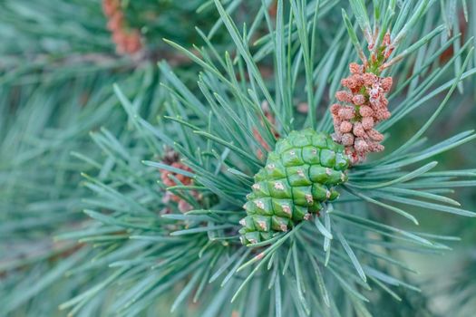 pine branch with a cone close up against the blue sky. High quality photo