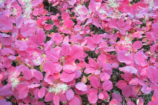 red leaves on a Bush as a background. the view from the top. High quality photo