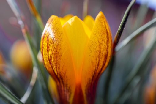yellow Crocus flower on a beautiful background. High quality photo