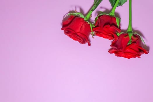 red roses on a purple background macro. High quality photo