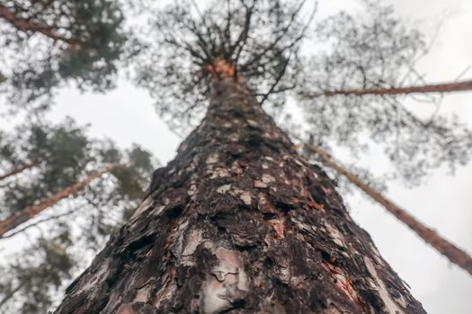 the pine tree is removed from the bottom. High quality photo