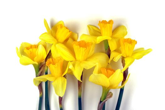 yellow daffodil on a plain background isolate. High quality photo