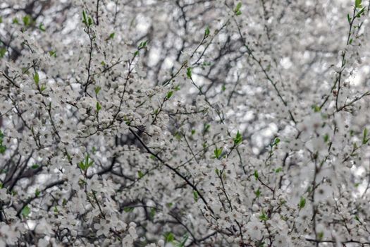 blooming tree branches for the entire frame. High quality photo