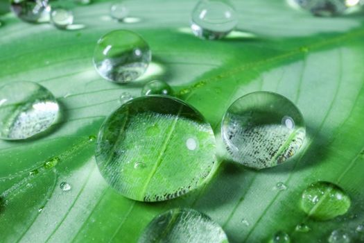 dew drops on a leaf on a beautiful background close up. High quality photo