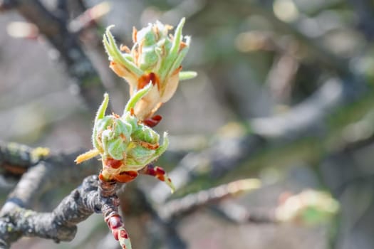blooming branches of a pear tree close up. High quality photo