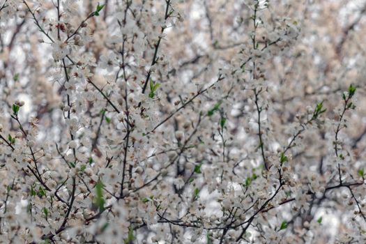 blooming tree branches for the entire frame. High quality photo