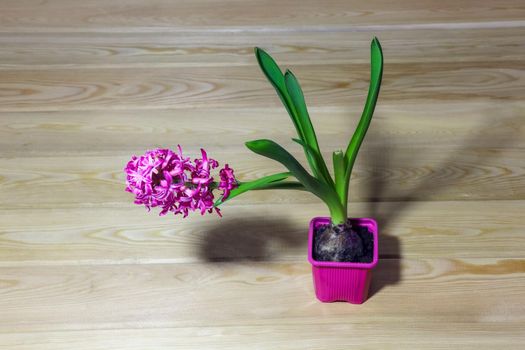 hyacinth in a pot on a wooden background. High quality photo